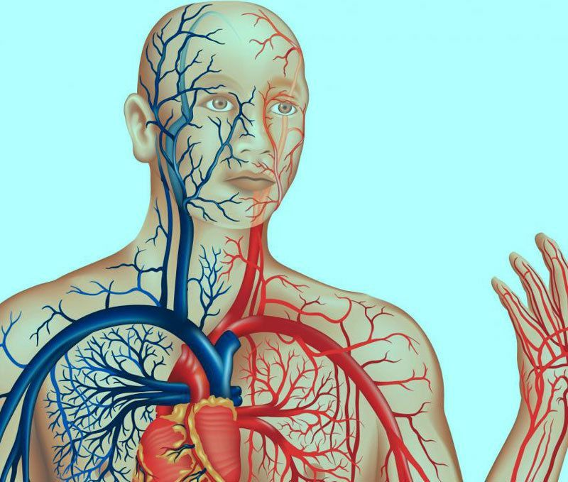 Проблемы с сосудами врач. Верхняя полая Вена тромб. Система кровообращения анатомия артерии. Левая подключичная Вена. Ветви подключичной вены.