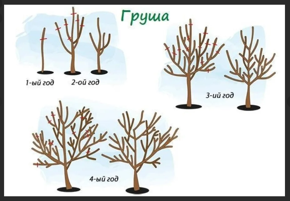 Обрезка груши – особенности