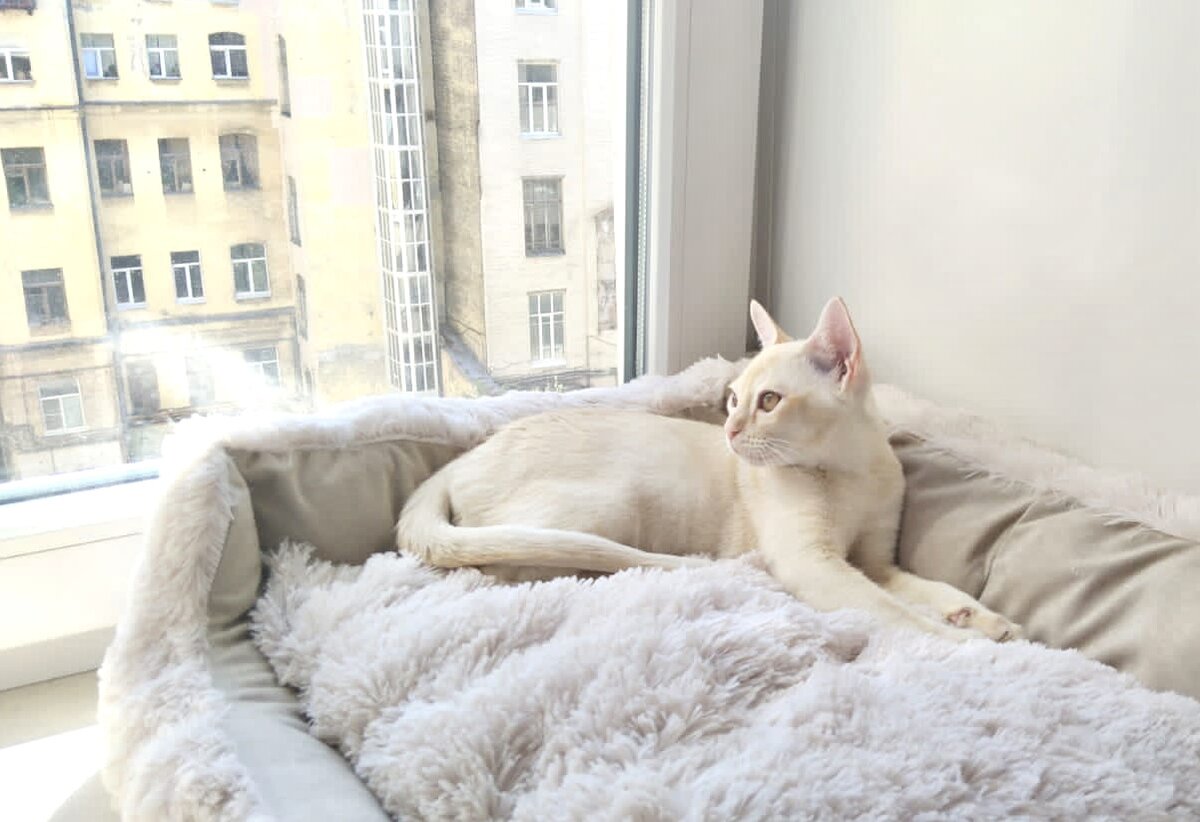 Ватсон в Северной столице.