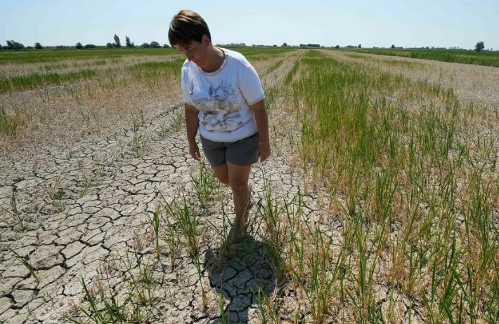 Засуха в Европу не пришла - она не уходила! (фото с сайта runews24.ru)