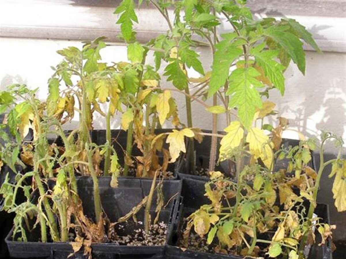 Почему листья помидоров желтеют
