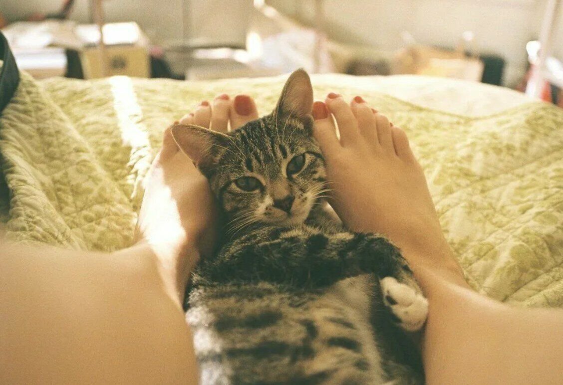 Почему кошка всегда рядом. Прикольные фразы про котов. Почему кошка всегда рядом. Коты расходятся. Почему кошка всегда рядом.