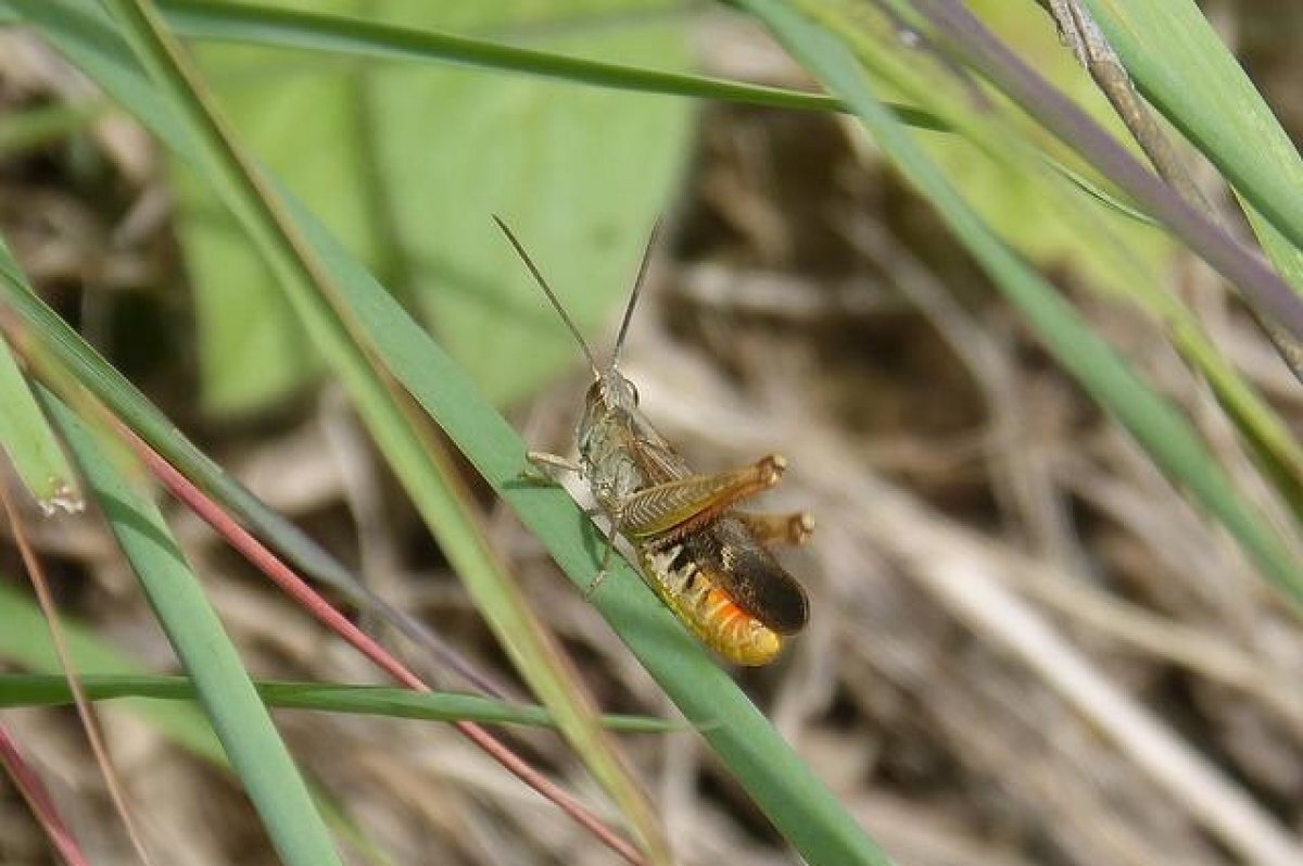    Полчища мормонских сверчков атаковали США