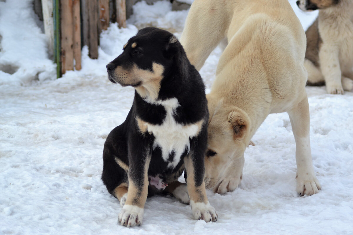Маленький Харон и взрослая Магда. Она его вынянчила а потом родила от него щенков 