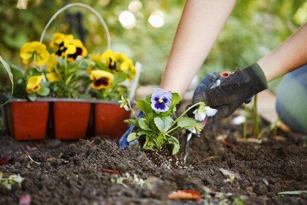 Цветок в грунте