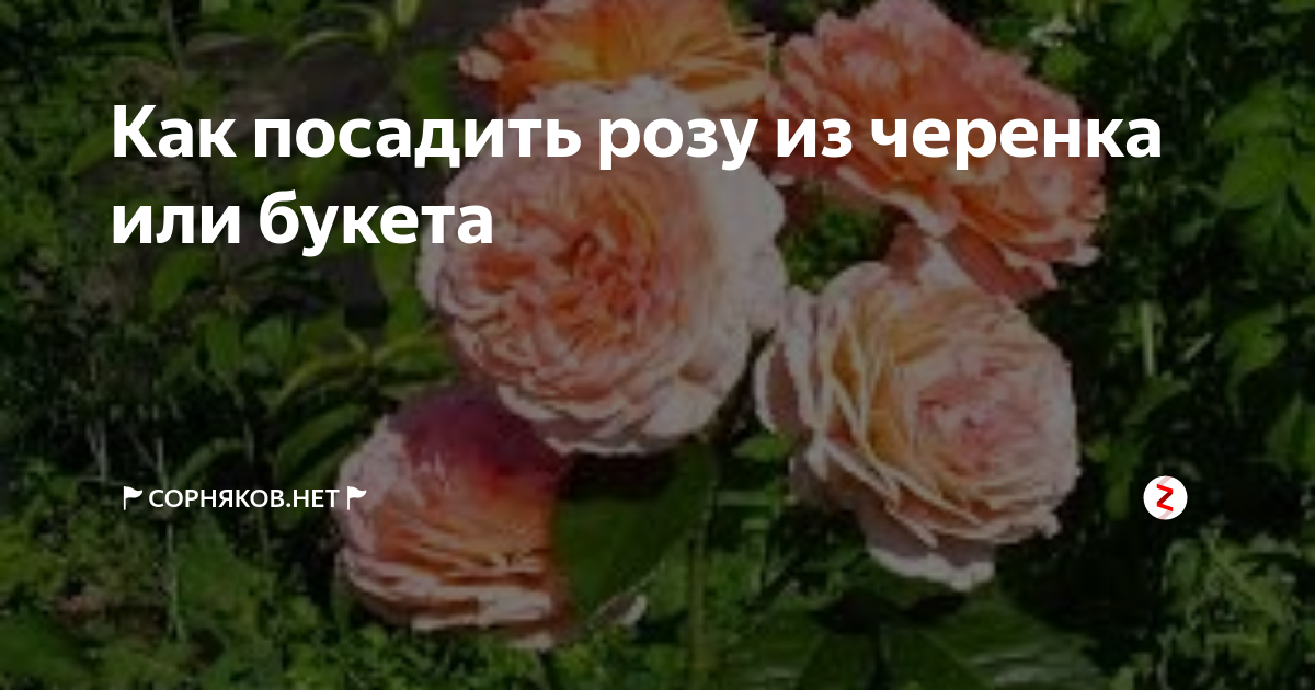 Как посадить розу из черенка или букета | 🚩Сорняков.НЕТ🚩 | Дзен