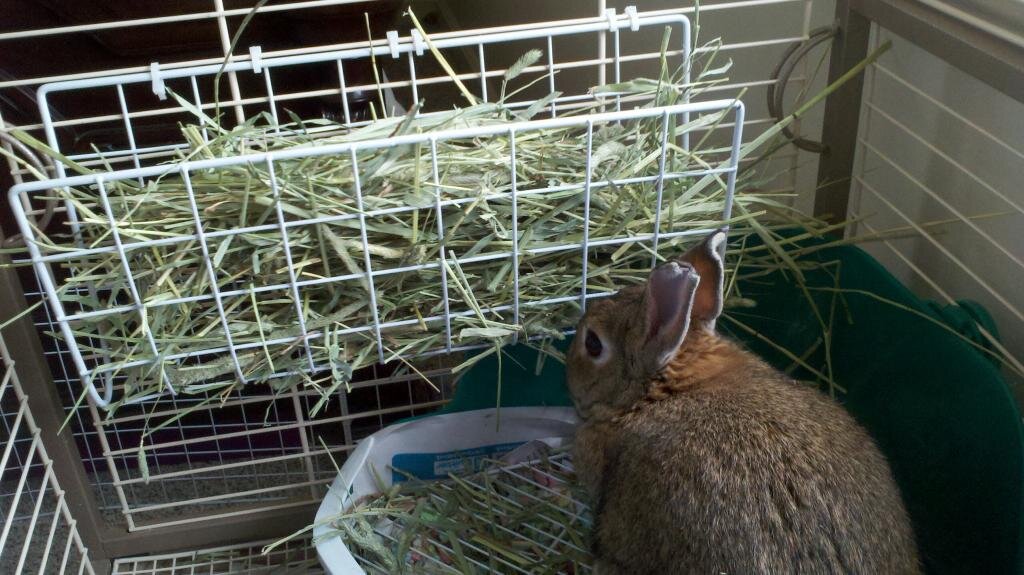 Изготовление кормушки для кроликов