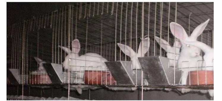 Как сделать кормушки для кроликов своими руками - материалы, фото