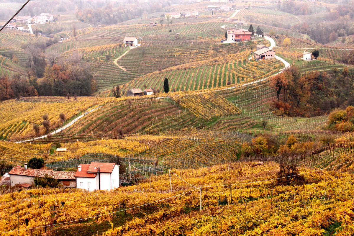 Холмы между деревнями Valdobbiadene (Вальдоббьядене) и Conegliano (Конельяно) — это и есть среда обитания качественного Prosecco категории DOCG 