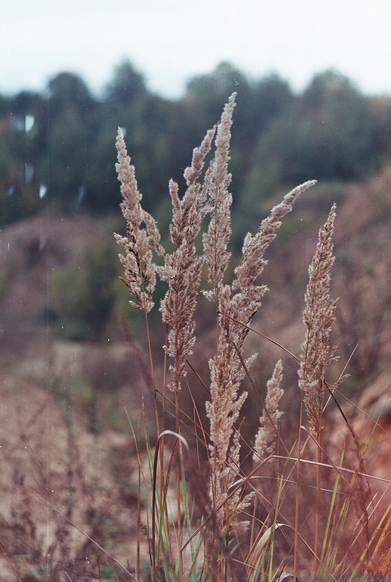 Снято практически против солнца, так что вернулись блики. Хотя порой и отсутствие солнца им не мешает.