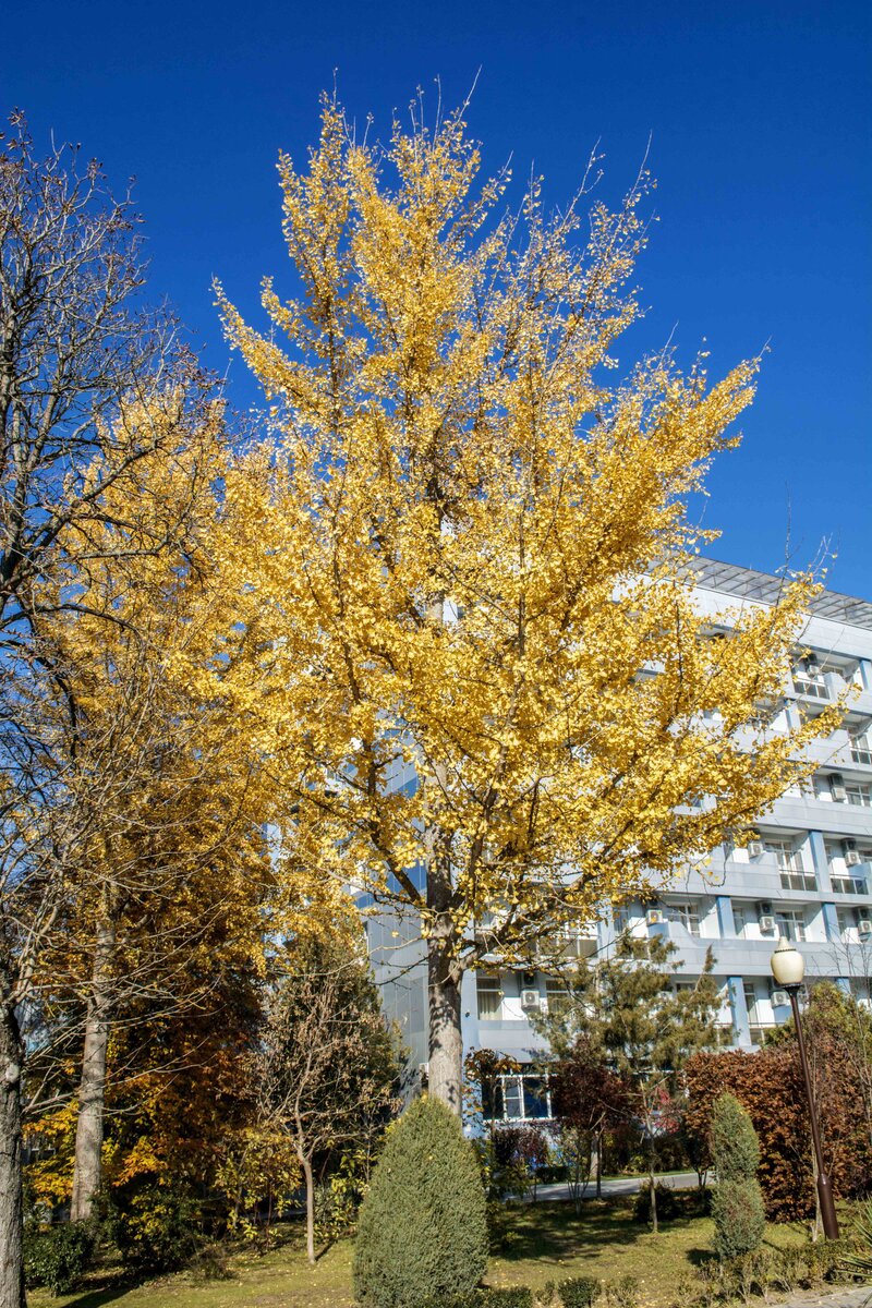 Гинкго Билоба в санаторном парке г. Горячий Ключ