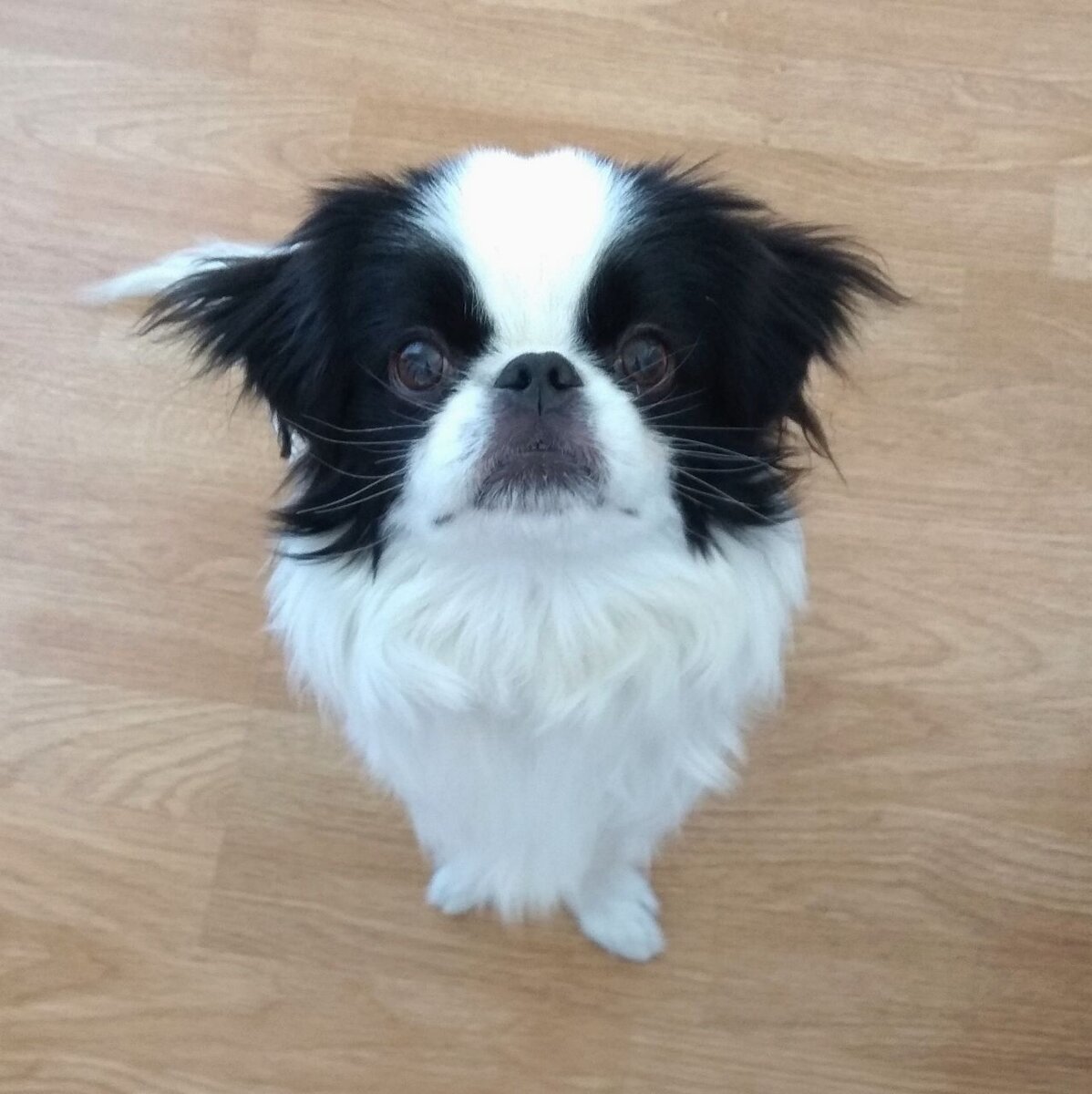 Собака, которая напугала охрану