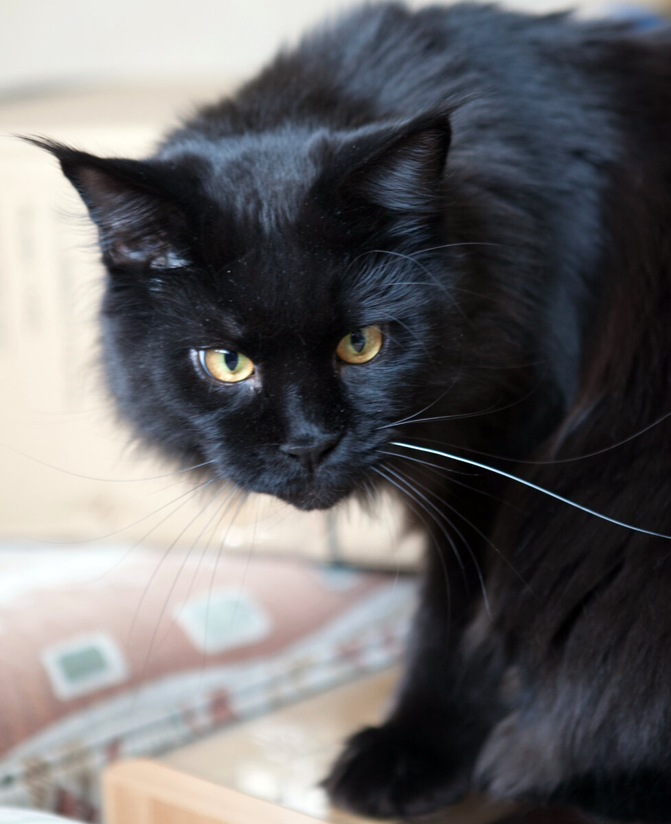 Черный мэйн-кун