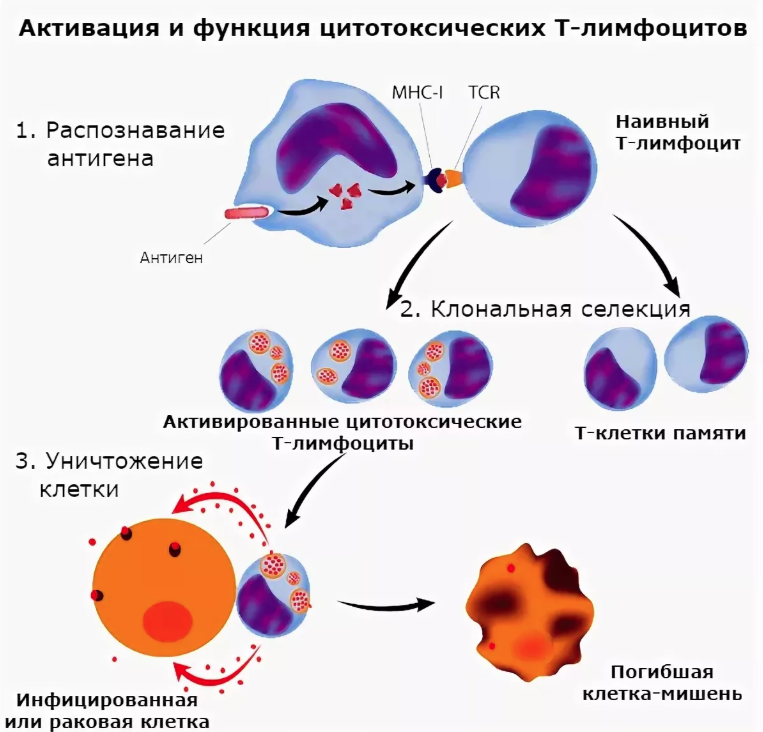 Цитотоксические т клетки. Активация цитотоксических т-лимфоцитов. Действие лимфоцитов схема. Активация в-лимфоцитов схема. Т лимфоциты клеточный иммунитет.
