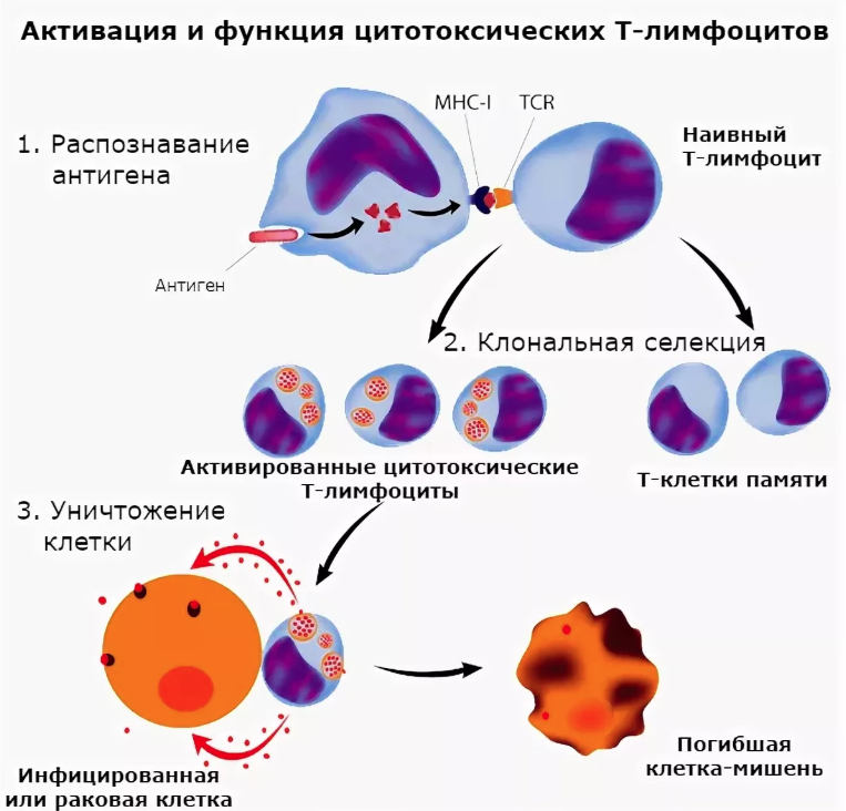 Действия лимфоцитов