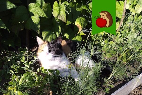 Фото: https://pp.userapi.com/c830709/v830709573/164a43/lTCUs8wjKCE.jpg