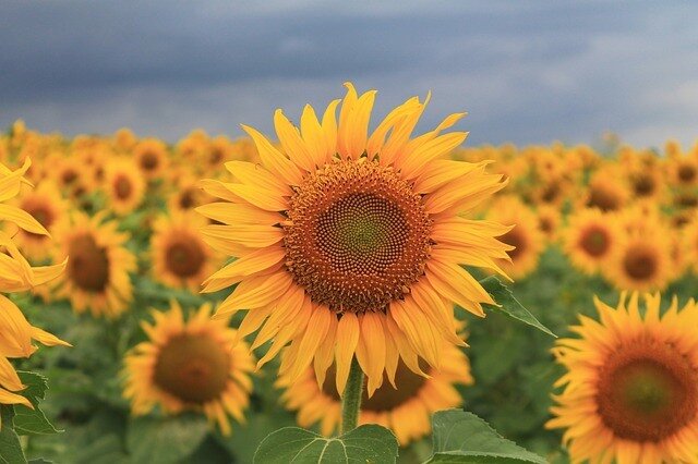 Семечки-своеобразный продукт, вкус сопровождающийся самим процессом щелканья вызывает своего рода зависимость.