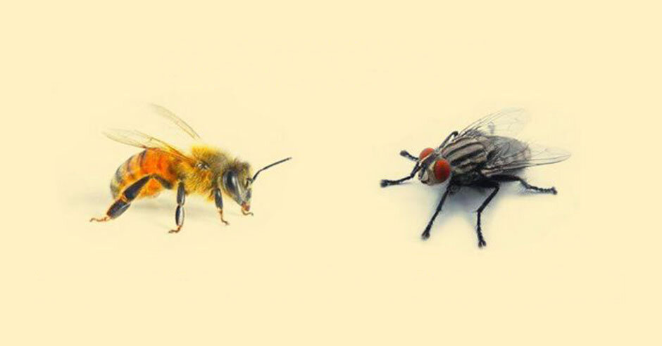 Притча о мухе. Муха и пчела. Басня Муха Дмитриев. Притча о пчеле и мухе.