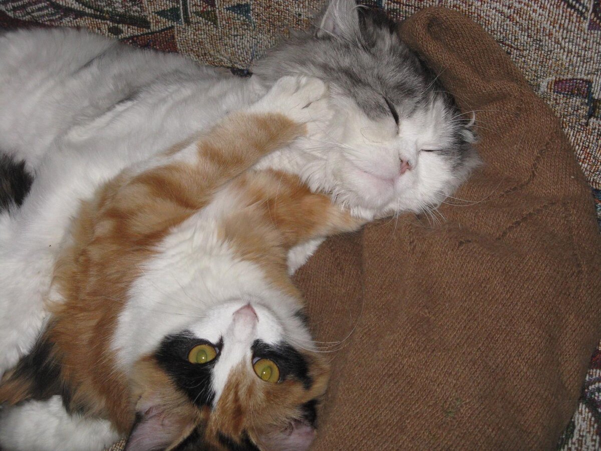 Тасенька подросла и теперь не дает Ерошику покоя, требует что бы он с ней играл. Ерошик у нас важный парнишка, носиться и прыгать ему мешает откормленная филейная часть.