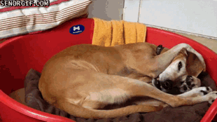 Теперь у меня собственный тазик-кровать...