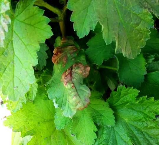 Галловая тля.