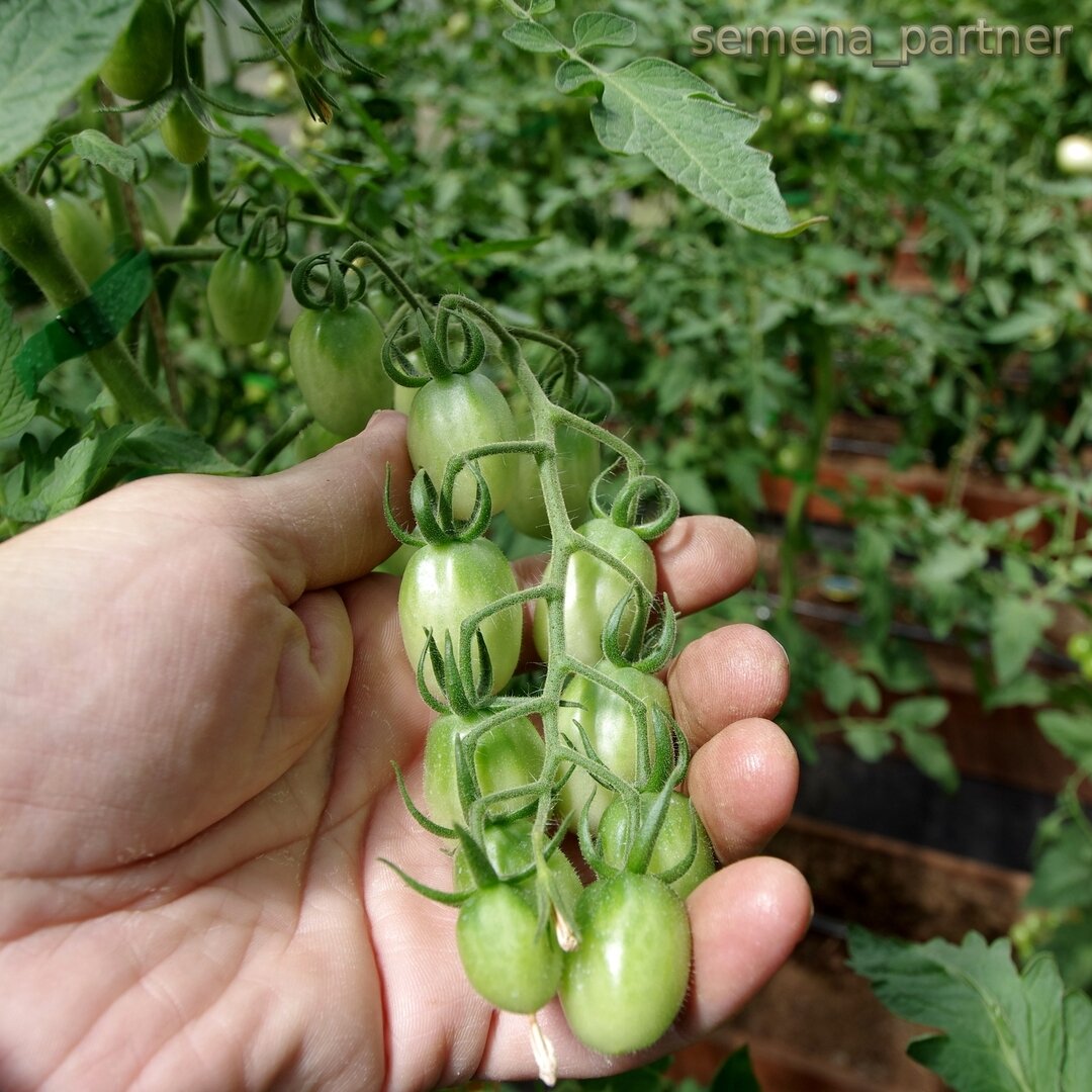 Черри элизабет. Томат партнер черри элизабет. Томат элизабет f1. Томат черри элизабет. Томат черри элизабет f1 партнер.