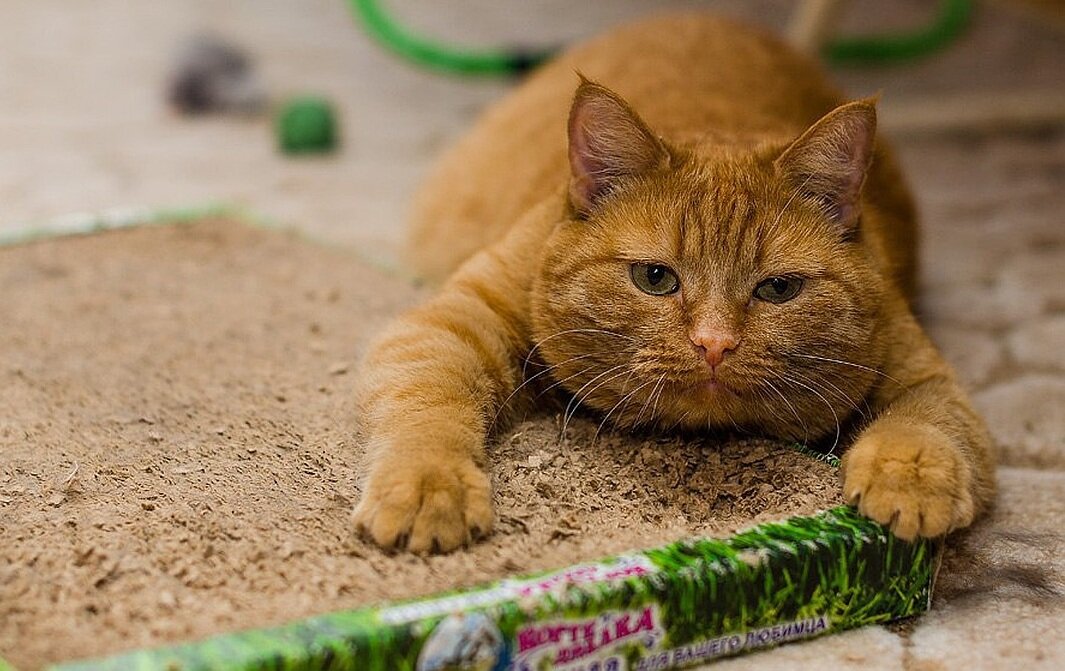 Гарфилд в реальной жизни (фото из интернета)