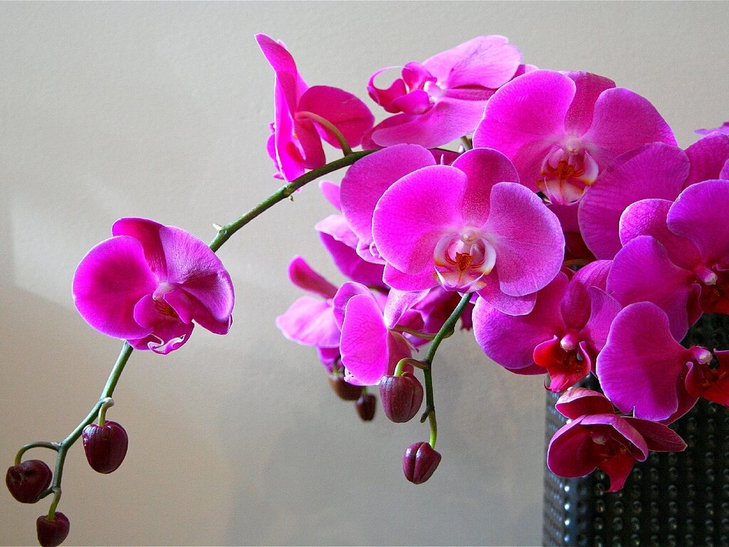 https://gardensecrets.ru