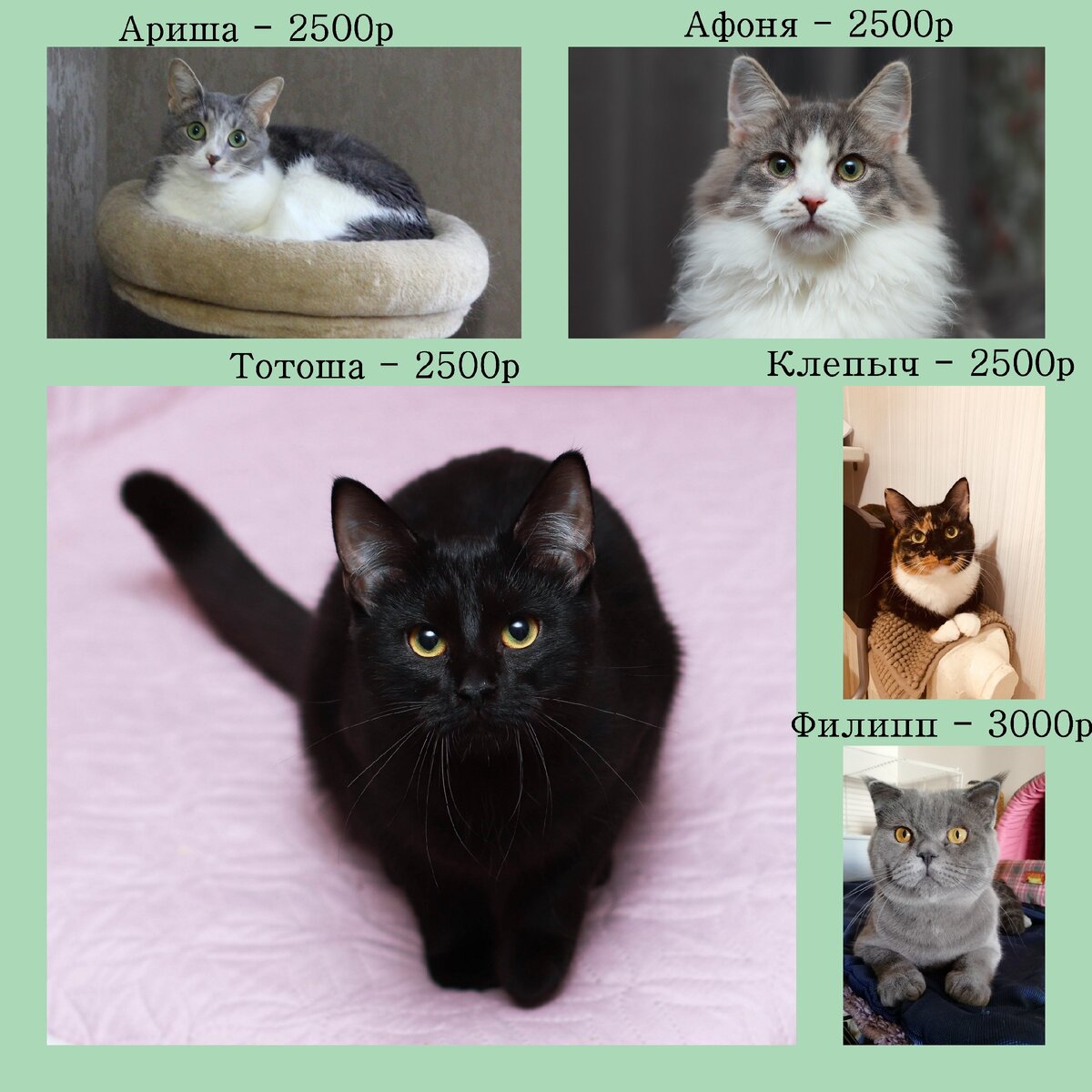 Дворянские кошки