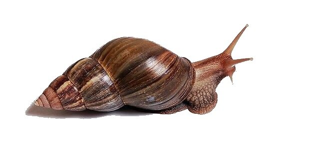 Ахатина Фуллика