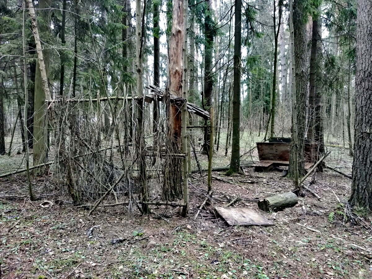 Летнее жильё в лесу. Фото автора.