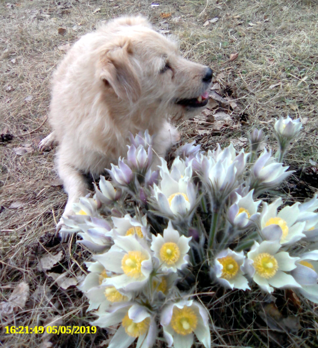 Мотя и подснежники