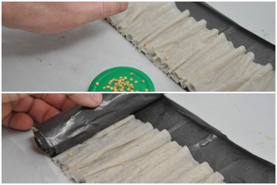 Посев в пеленки, в улитку, в рулончики - все еще актуальное и удобное проращивание семян - http://www.gardening.kittens-world.ru/vybiraem-emkosti-dlja-posadki-semjan-na-rassadu-chast-2.html