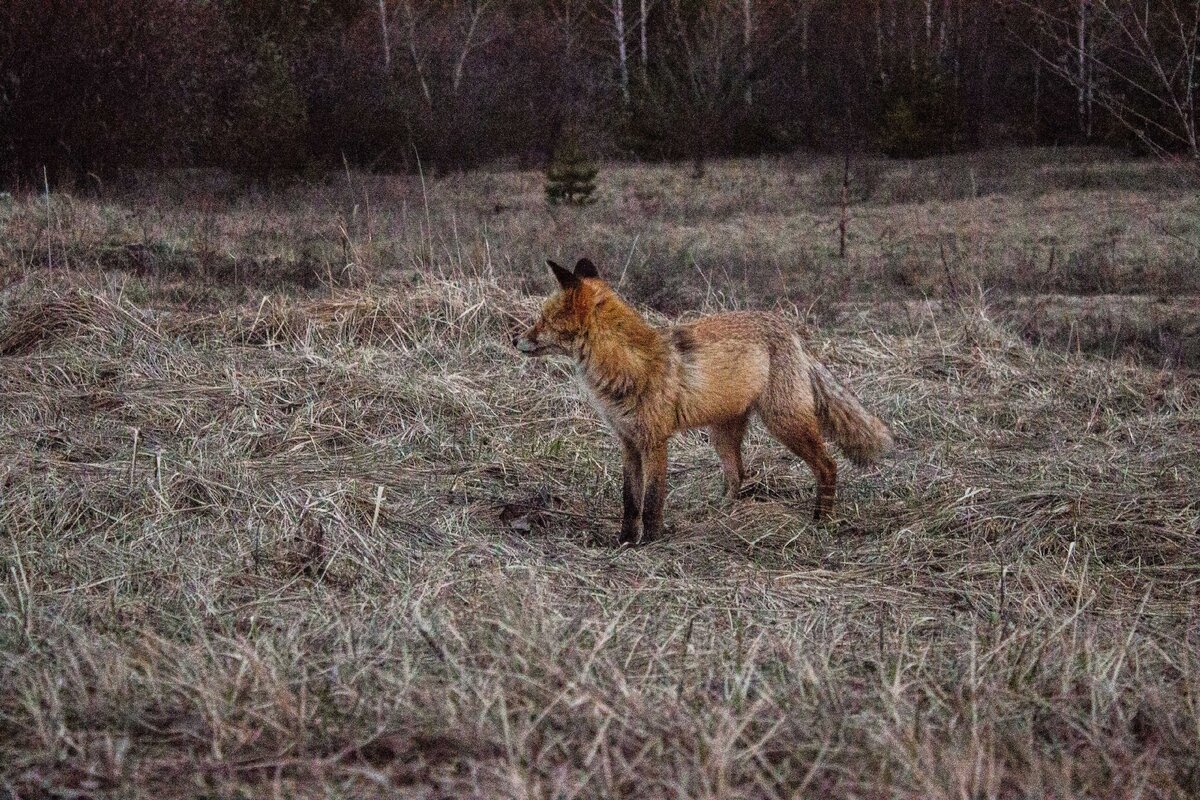 Рыжий лес чернобыль фото