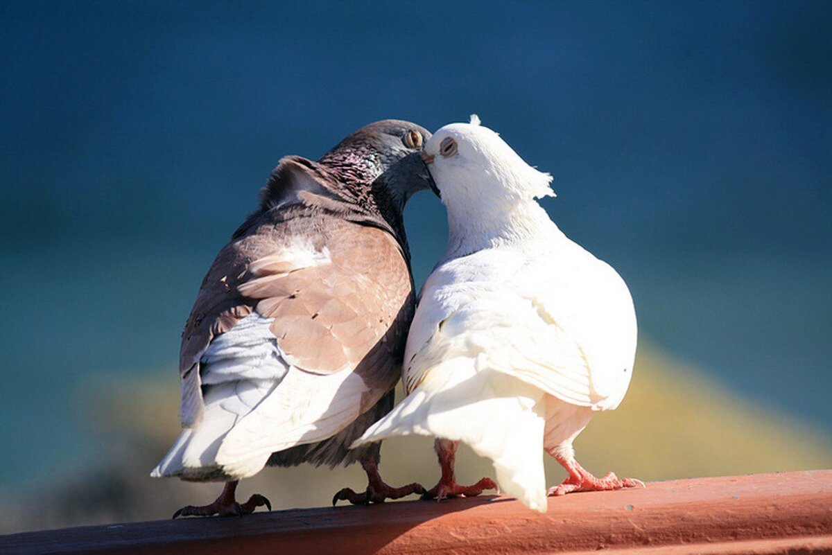 2 голубей. Пара голубей. Влюбленные голуби. Голуби воркуют. Любовь и голуби.