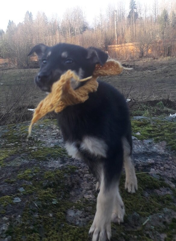 Мустика - Черника