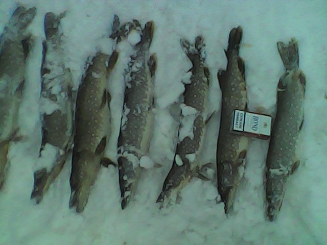 Улов соседа