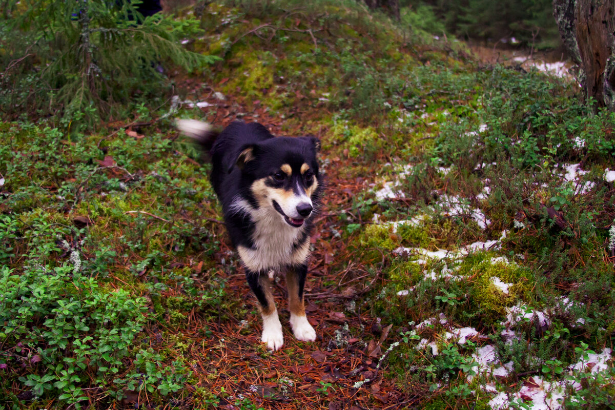 Веселый Пограничник