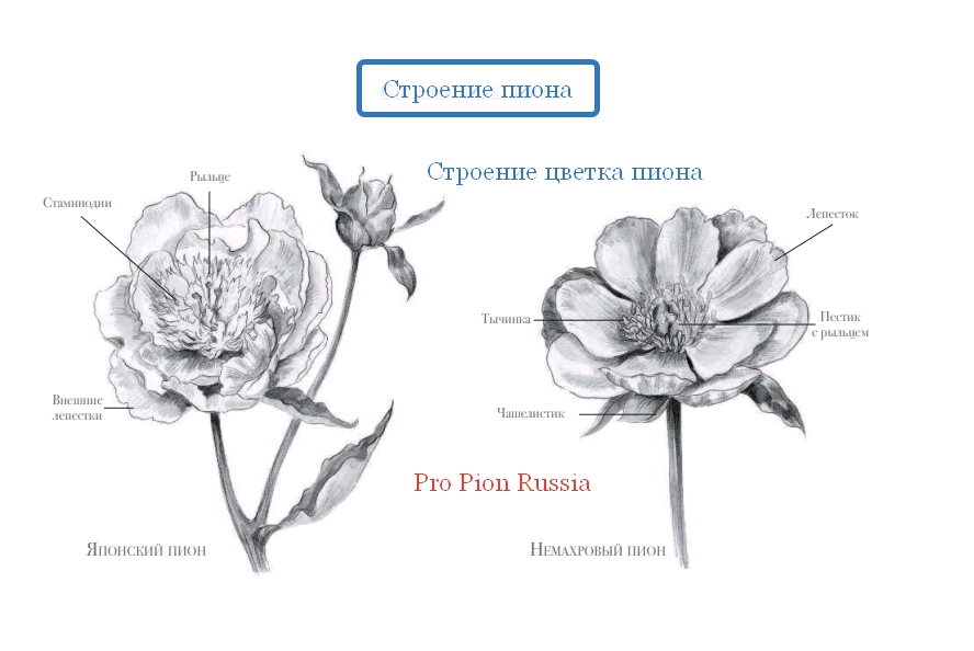 Строение цветка пиона рисунок