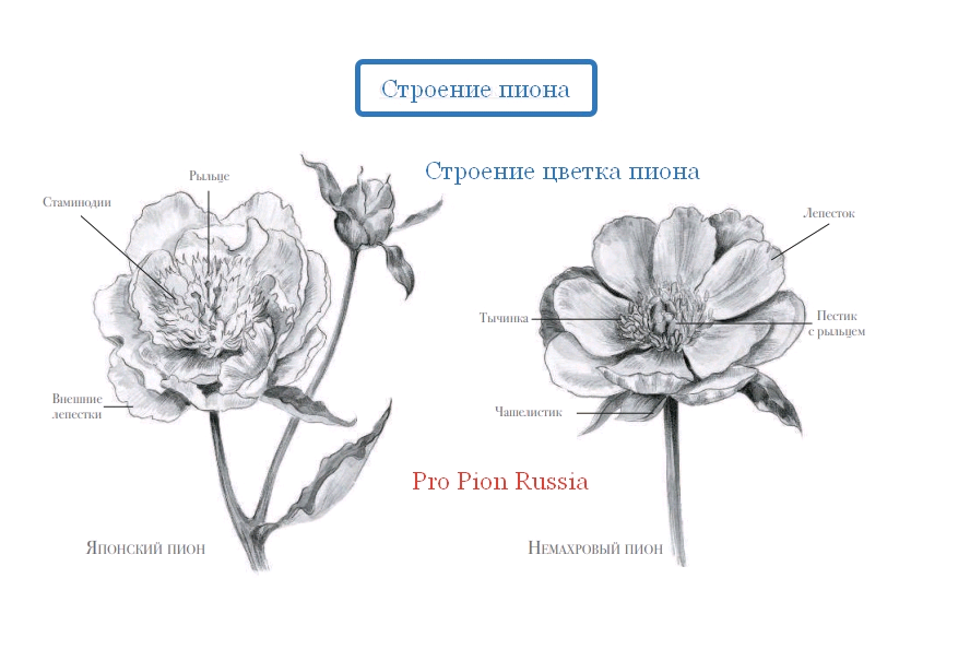 Строение пиона схема