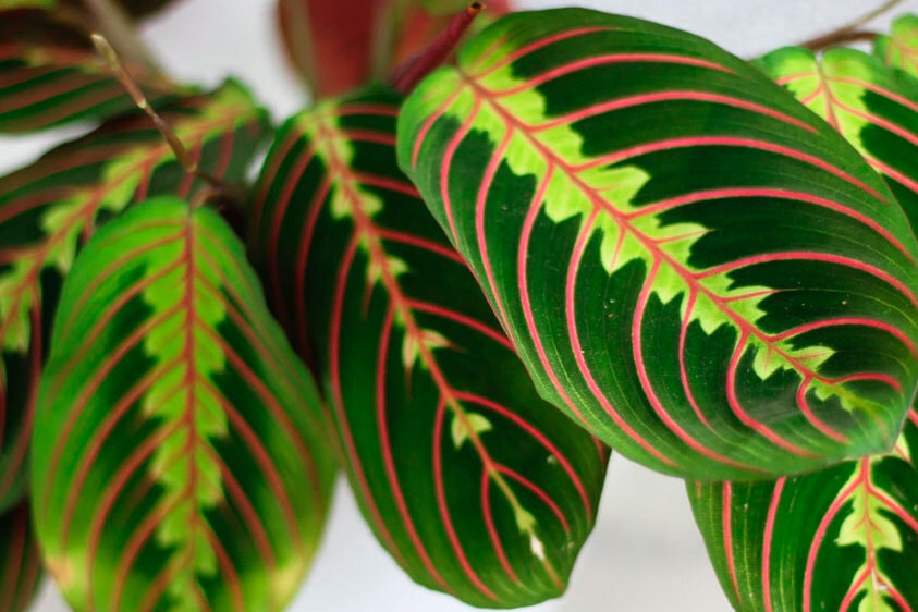 Фотография 1. Листья трехцветной маранты