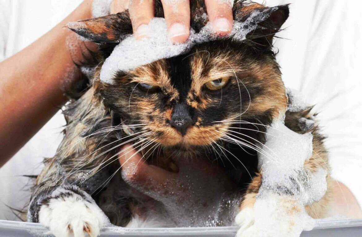 Как мыть полы если дома собака или кошка