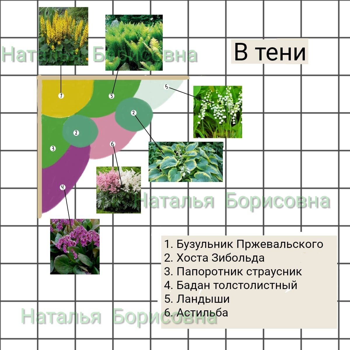 Схема растений для тенистого участка презентация