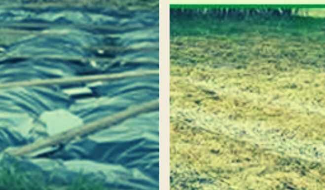 Грядки, укрытые черной пленкой и соломой