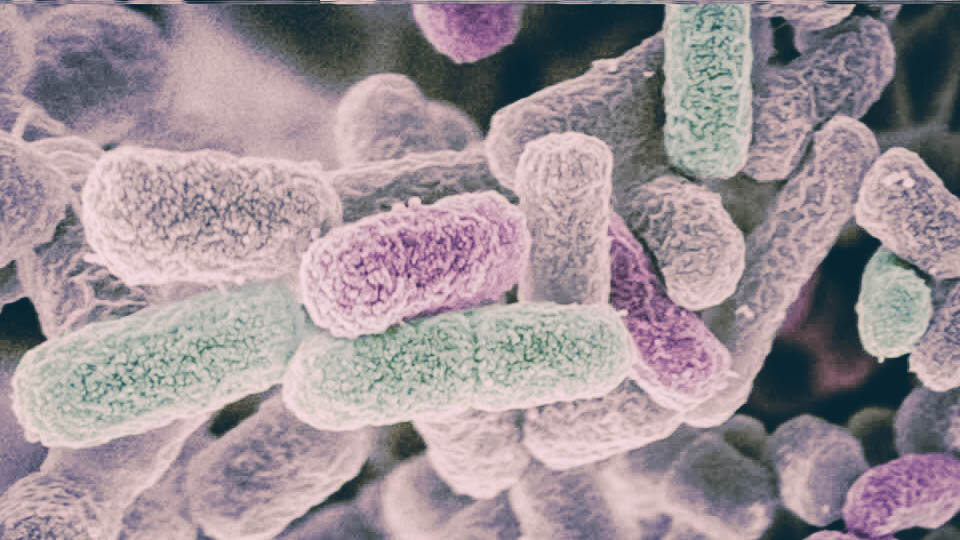 Бактерии  туберкулеза