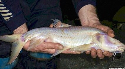 Слепые подземные ыбы