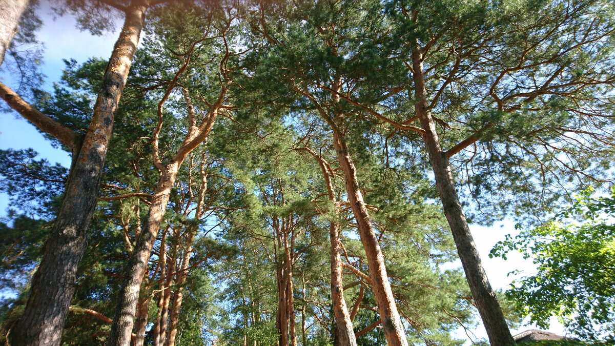 Усадьба Поленова, сам снимал.
