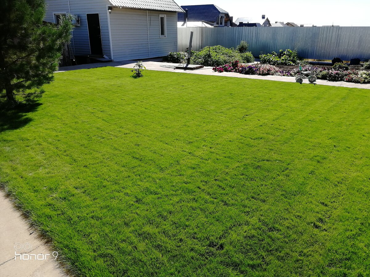 Жару мятлик луговой переносит намного лучше, чем овсяница красная красная 