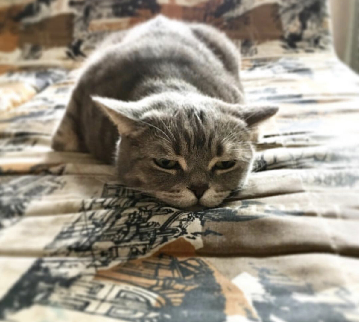 Простуда у кошки .