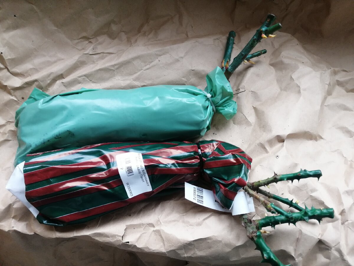 мои розы из пакетов, фото автора